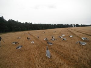 Setting up decoys for the Greylags